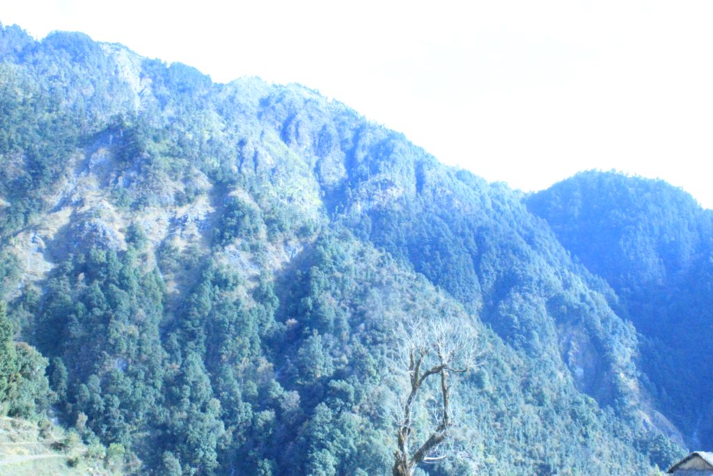 IMG_0390 नेपालमा पाइने वनस्पती