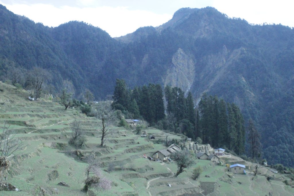 नेपालमा पाइने वनस्पती नेपालमा पाइने वनस्पती